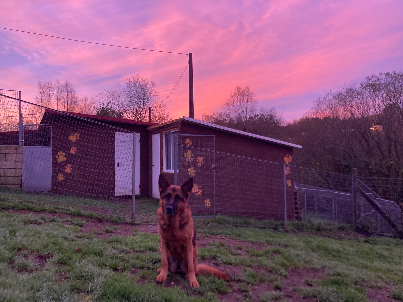 Perro saltando en las instalaciones de Alcanza espazo canino