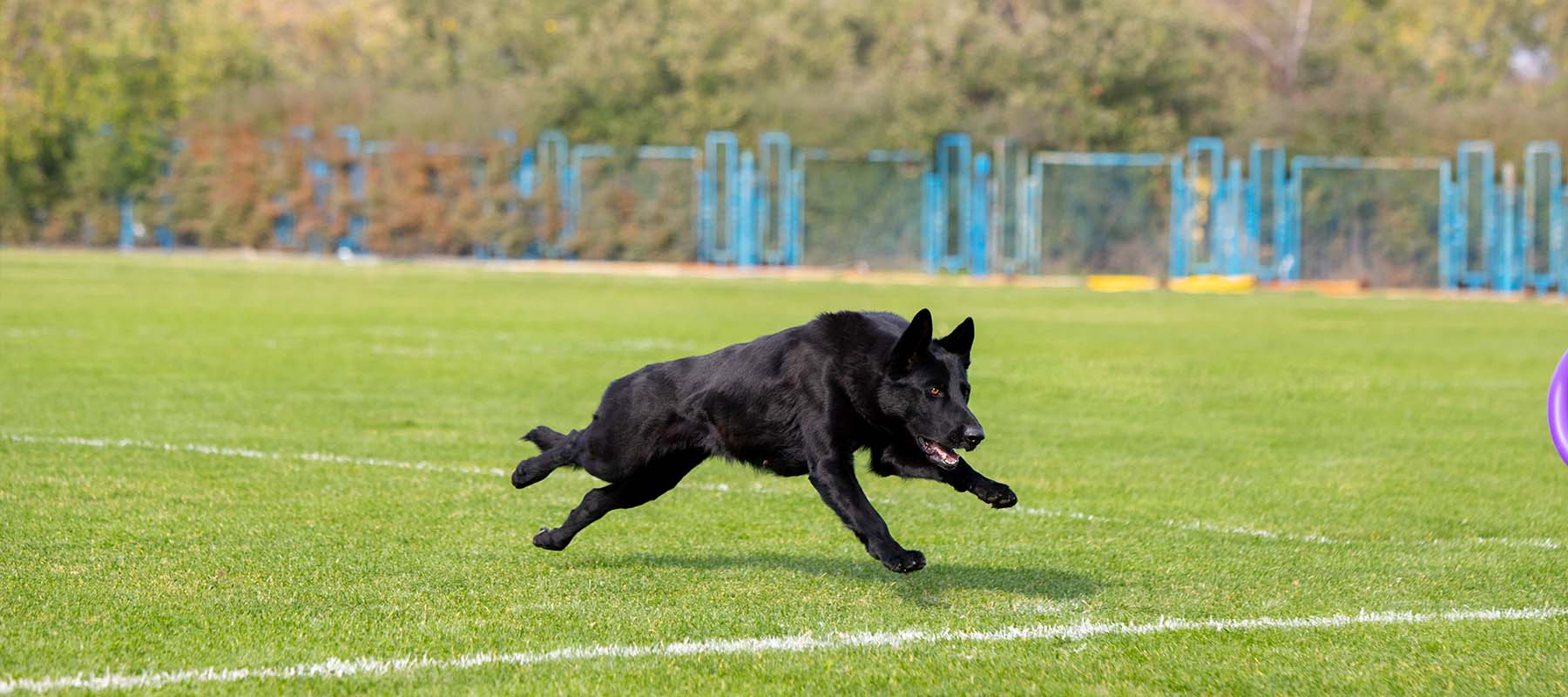 Perro saltando en las instalaciones de Alcanza espazo canino