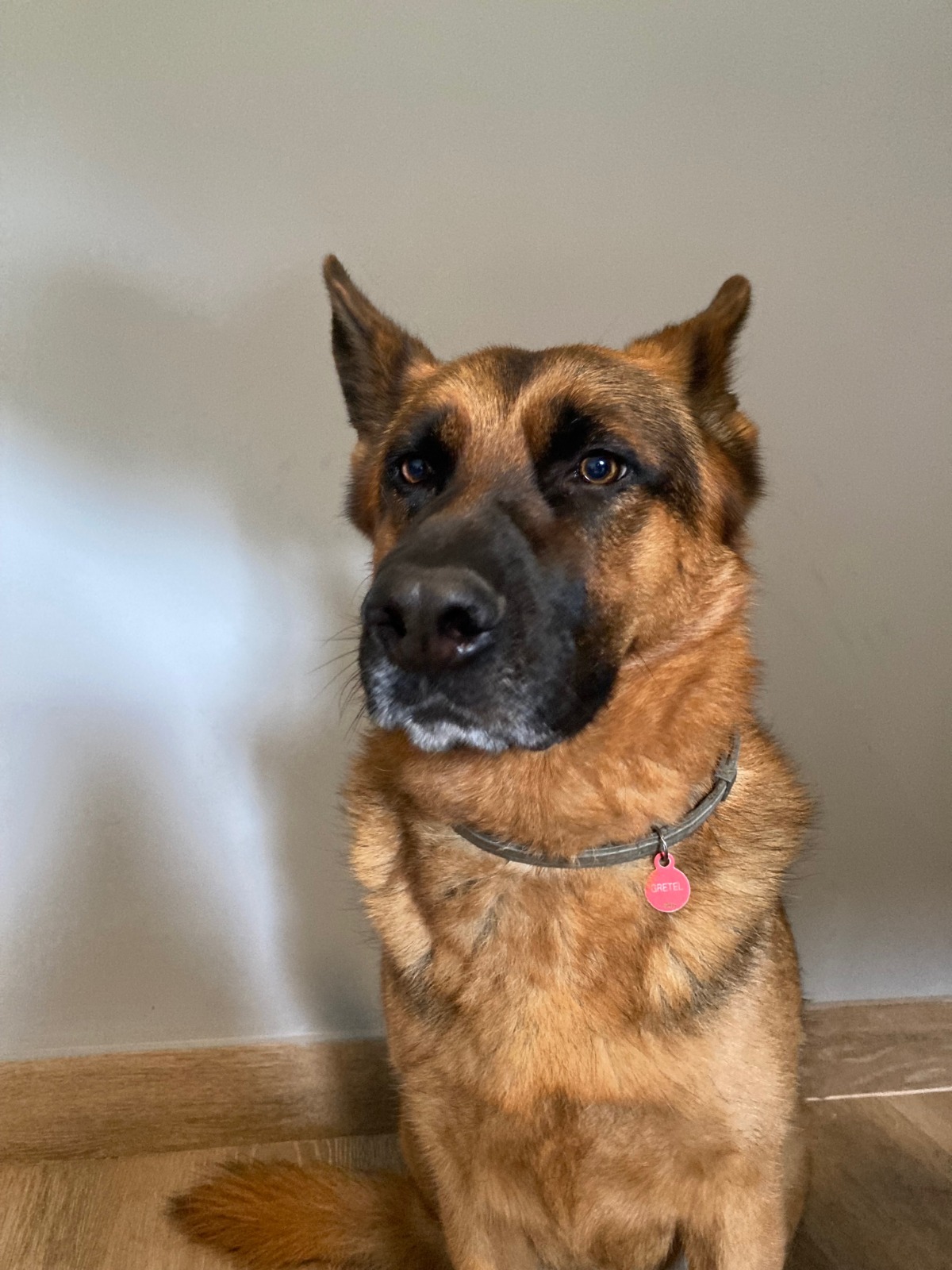 Foto de Gretel (Perra ayudante)