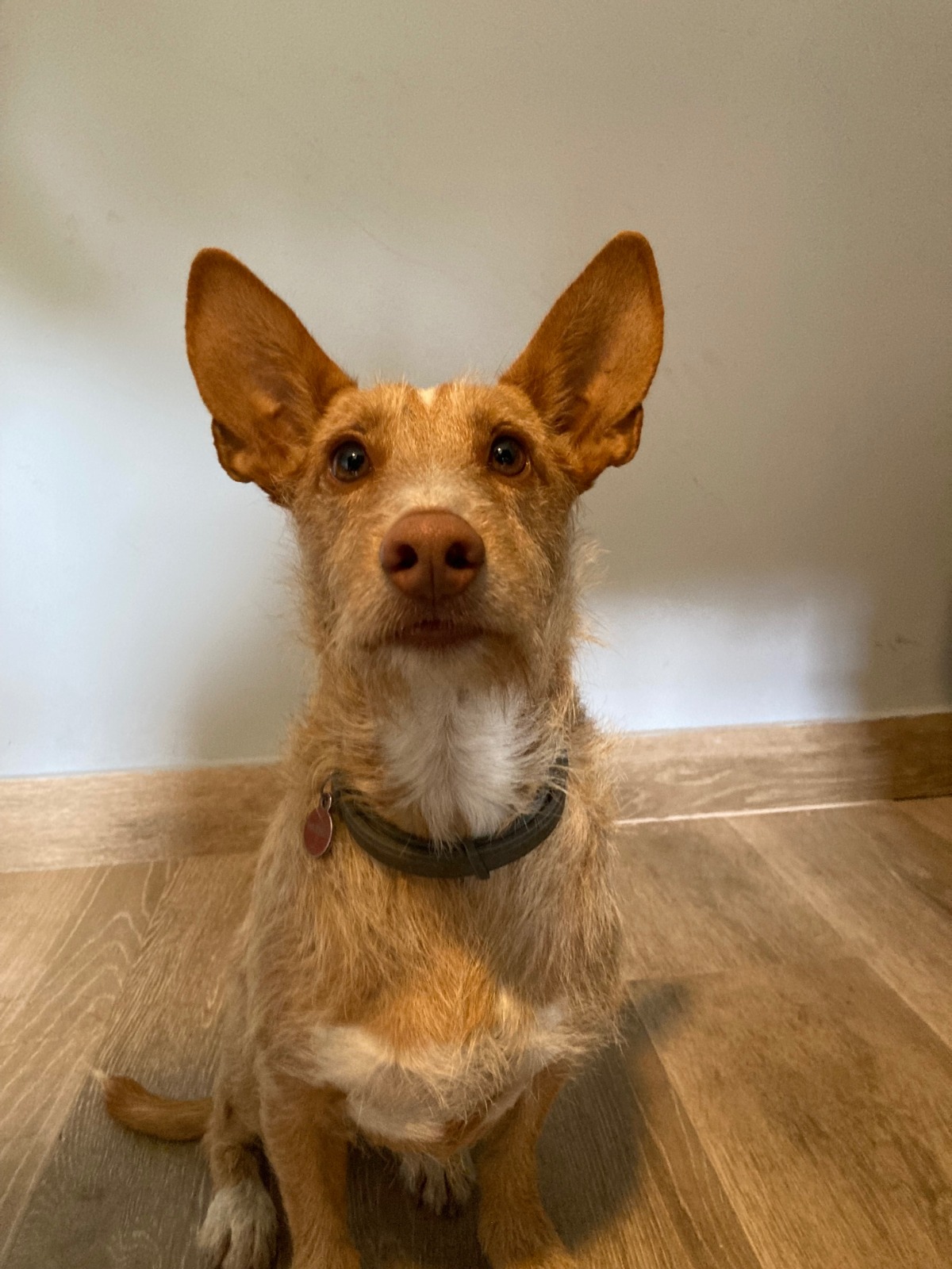 Foto de Hansel (Perro ayudante)